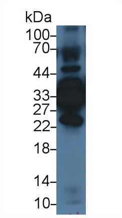 Polyclonal Antibody to Annexin A4 (ANXA4)