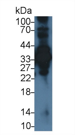 Polyclonal Antibody to Annexin A4 (ANXA4)