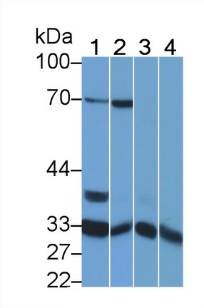 Polyclonal Antibody to Annexin A4 (ANXA4)