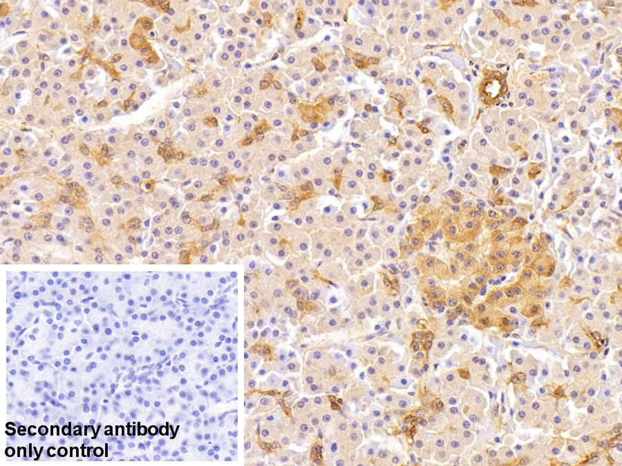 Polyclonal Antibody to Annexin A4 (ANXA4)