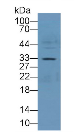 Polyclonal Antibody to Annexin A4 (ANXA4)