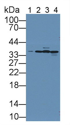 Polyclonal Antibody to Annexin A4 (ANXA4)