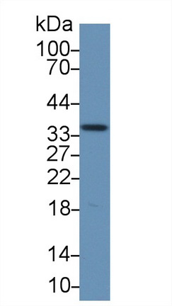 Polyclonal Antibody to Annexin A4 (ANXA4)