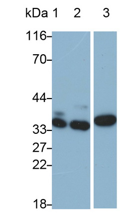 Polyclonal Antibody to Annexin A4 (ANXA4)