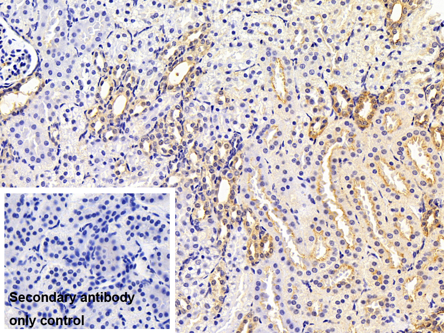 Polyclonal Antibody to Annexin A4 (ANXA4)