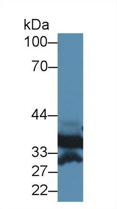 Polyclonal Antibody to Annexin A3 (ANXA3)