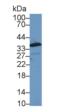 Polyclonal Antibody to Annexin A1 (ANXA1)