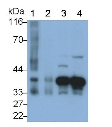 Polyclonal Antibody to Annexin A1 (ANXA1)