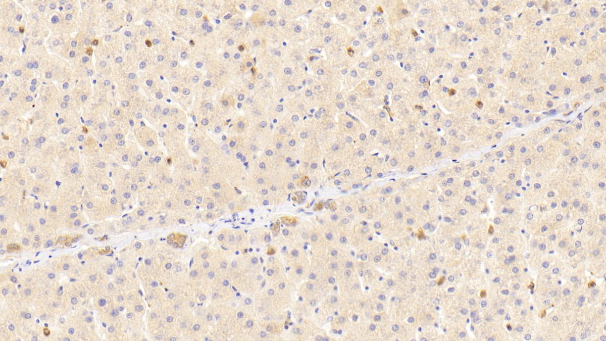 Polyclonal Antibody to Annexin A1 (ANXA1)