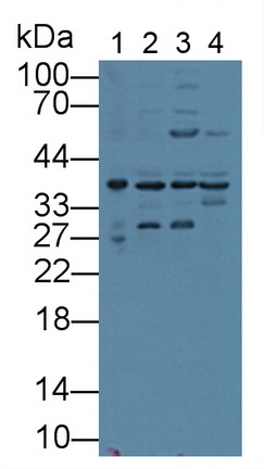 Polyclonal Antibody to Annexin A1 (ANXA1)