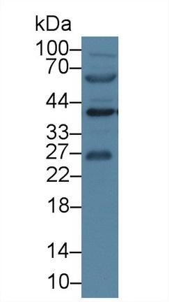 Polyclonal Antibody to Annexin A1 (ANXA1)