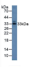 Polyclonal Antibody to Annexin A1 (ANXA1)