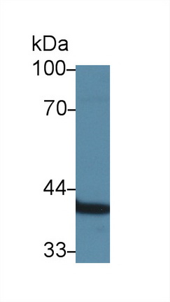 Polyclonal Antibody to Annexin A1 (ANXA1)