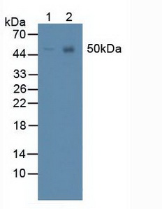 Polyclonal Antibody to Pannexin 1 (PANX1)