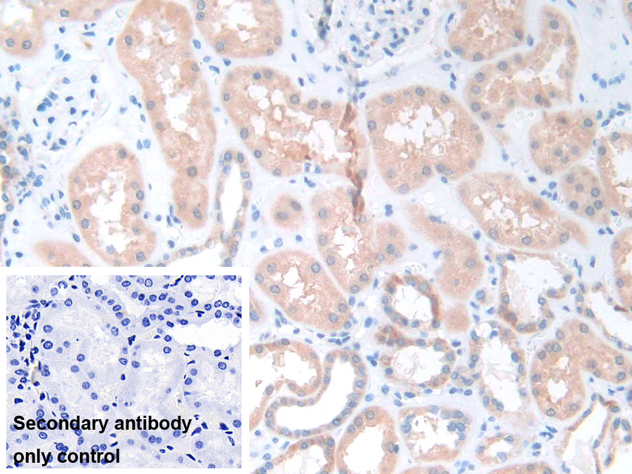 Polyclonal Antibody to Pannexin 1 (PANX1)