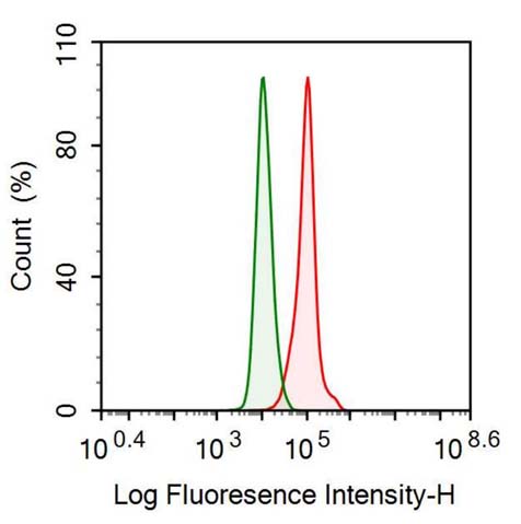 Polyclonal Antibody to Aldehyde Dehydrogenase 1 Family, Member A1 (ALDH1A1)