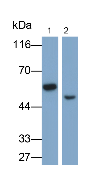 Polyclonal Antibody to Aldehyde Dehydrogenase 1 Family, Member A3 (ALDH1A3)