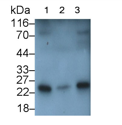 Polyclonal Antibody to Interleukin 1 Zeta (IL1z)