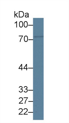 Polyclonal Antibody to Sorting Nexin 9 (SNX9)