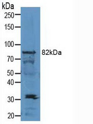 Polyclonal Antibody to Sirtuin 1 (SIRT1)