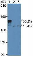 Polyclonal Antibody to Sirtuin 1 (SIRT1)