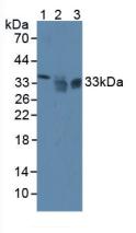 Polyclonal Antibody to Sirtuin 4 (SIRT4)