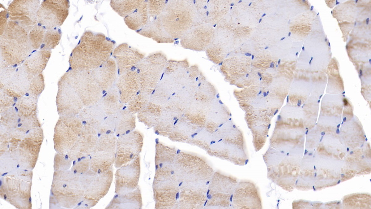 Polyclonal Antibody to Sirtuin 4 (SIRT4)