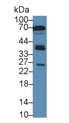 Polyclonal Antibody to Sirtuin 4 (SIRT4)