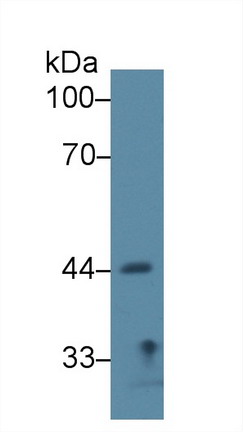 Polyclonal Antibody to Sirtuin 7 (SIRT7)