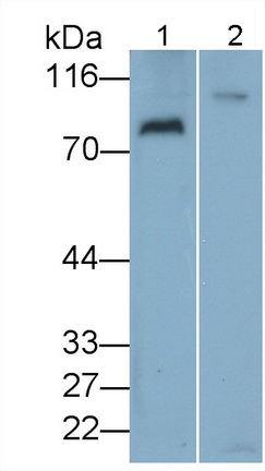 Polyclonal Antibody to Vav 3 Oncogene (VAV3)