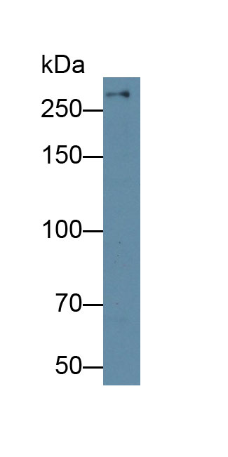 Polyclonal Antibody to Filamin B Beta (FLNb)