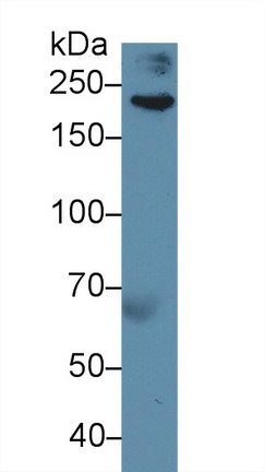 Polyclonal Antibody to Filamin B Beta (FLNb)