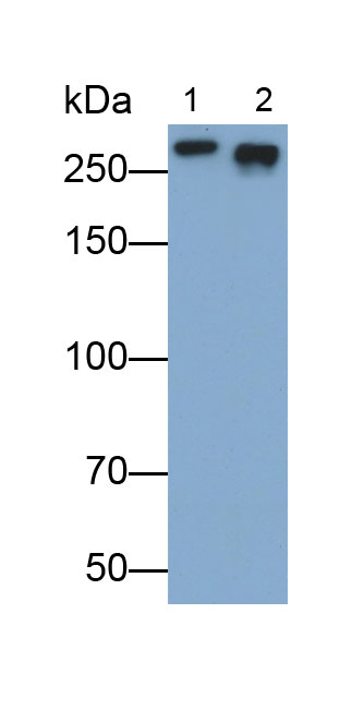 Polyclonal Antibody to Filamin C Gamma (FLNC)