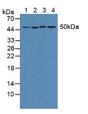 Polyclonal Antibody to Eukaryotic Translation Elongation Factor 1 Alpha 1 (EEF1a1)