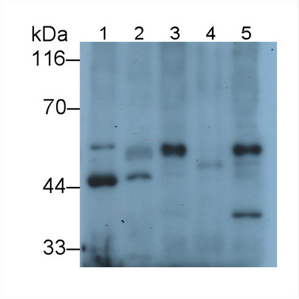 Polyclonal Antibody to Eukaryotic Translation Elongation Factor 1 Alpha 1 (EEF1a1)