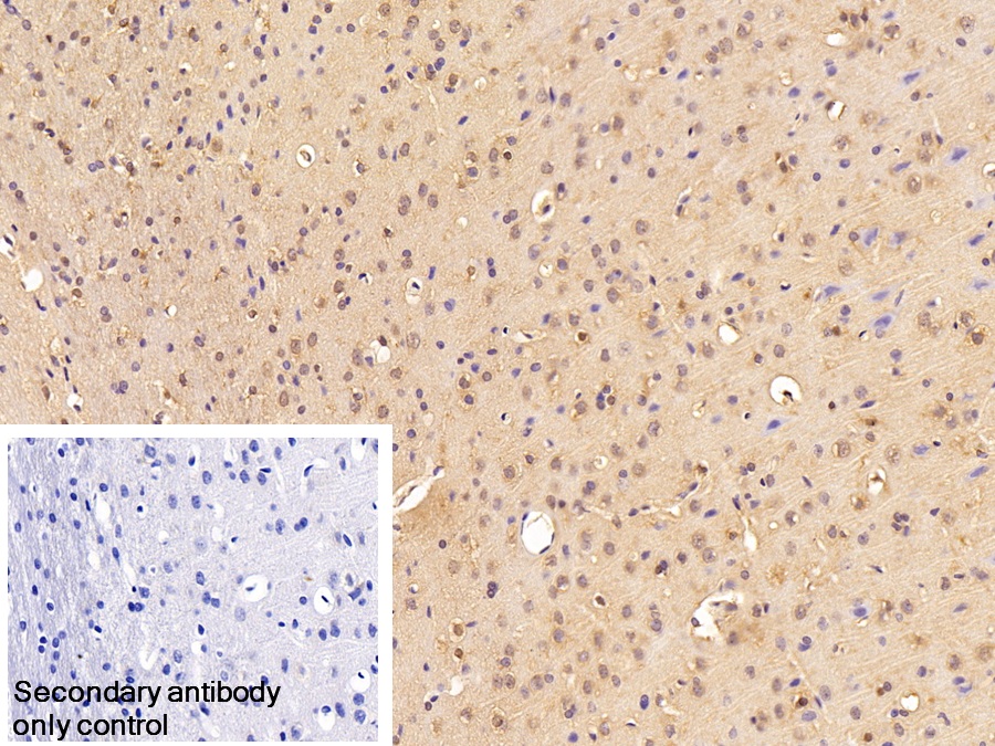 Polyclonal Antibody to Eukaryotic Translation Elongation Factor 1 Alpha 1 (EEF1a1)