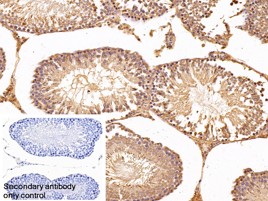 Polyclonal Antibody to Eukaryotic Translation Elongation Factor 1 Alpha 1 (EEF1a1)