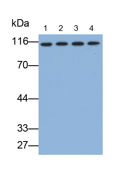 Polyclonal Antibody to Transcriptional Intermediary Factor 1 Beta (TIF1b)