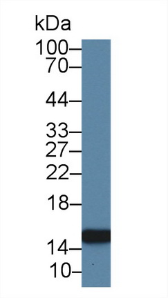 Polyclonal Antibody to Profilin 2 (PFN2)