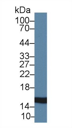 Polyclonal Antibody to Profilin 2 (PFN2)