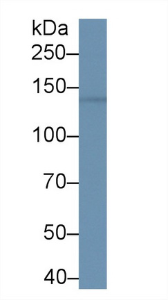 Polyclonal Antibody to Bromodomain Containing Protein 1 (BRD1)