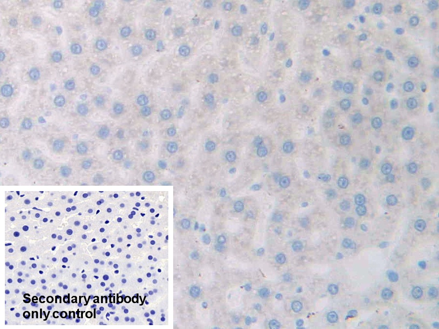 Polyclonal Antibody to 17-Beta-Hydroxysteroid Dehydrogenase Type 12 (HSD17b12)