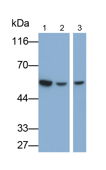 Polyclonal Antibody to Bcl2 Associated Athanogene 5 (BAG5)