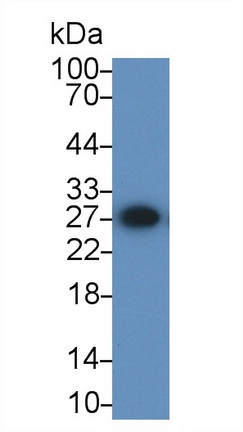 Polyclonal Antibody to Bcl2 Associated Athanogene 2 (BAG2)