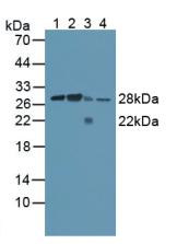 Polyclonal Antibody to Calpain, Small Subunit 1 (CAPNS1)