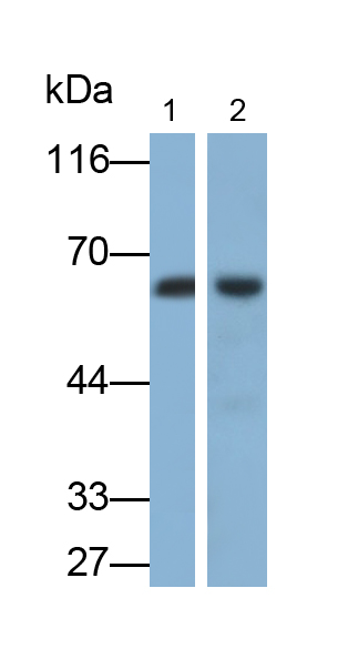 Polyclonal Antibody to Carboxylesterase 3 (CES3)