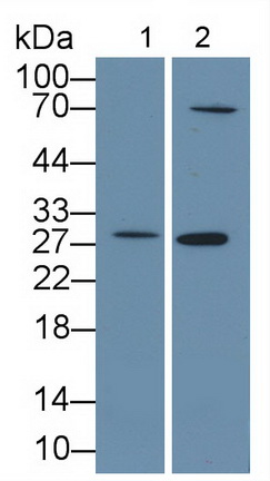 Polyclonal Antibody to Chloride Intracellular Channel Protein 4 (CLIC4)