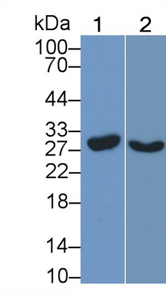 Polyclonal Antibody to Chloride Intracellular Channel Protein 4 (CLIC4)