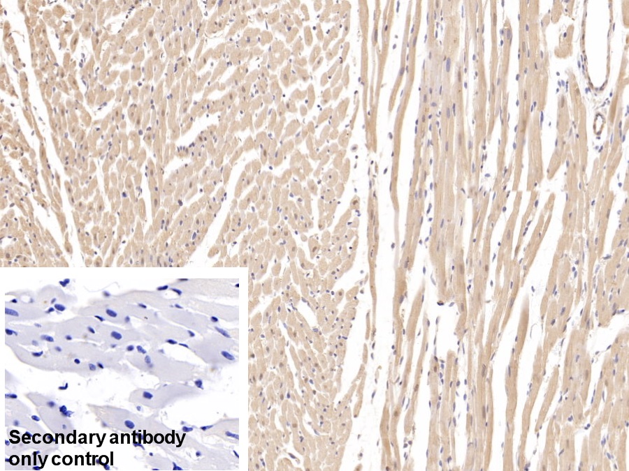 Polyclonal Antibody to Chloride Intracellular Channel Protein 4 (CLIC4)