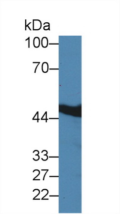 Polyclonal Antibody to Carboxypeptidase A1, Pancreatic (CPA1)